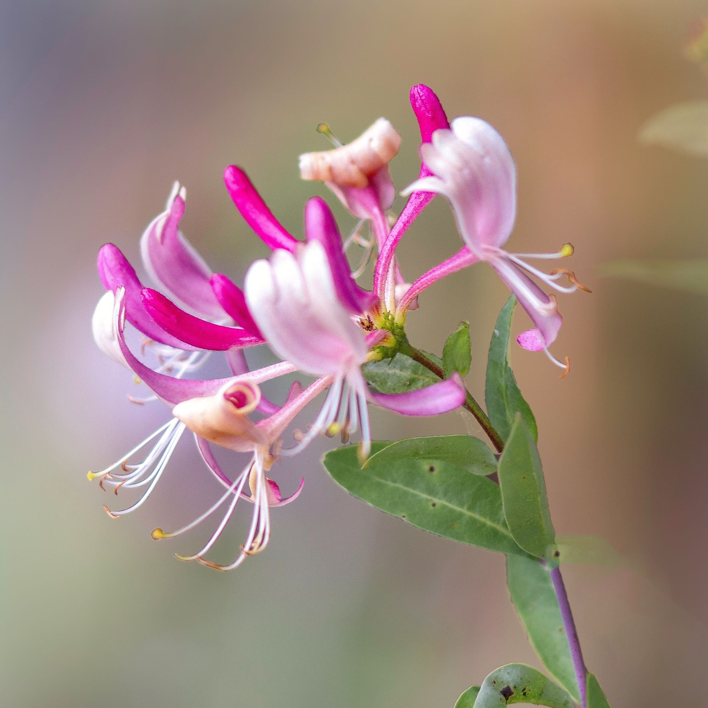 Japanese Honeysuckle